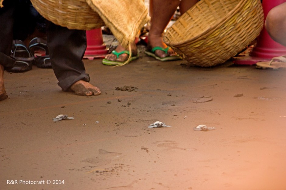 Releasing the Baby Turtles