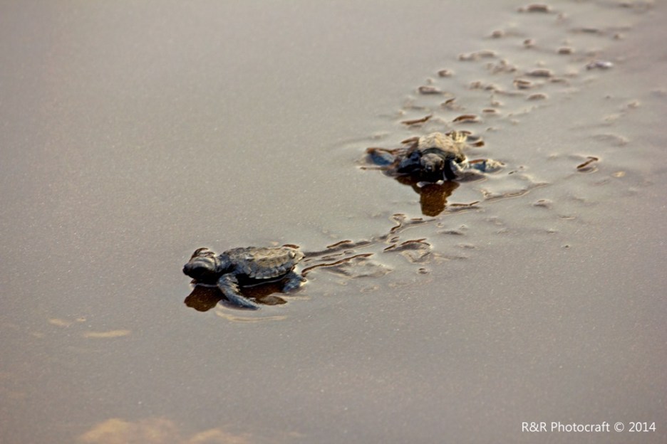 Baby Olive Ridley Turtle pair