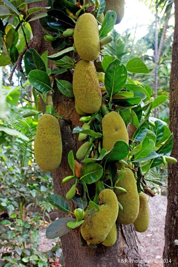 Jackfruit mania